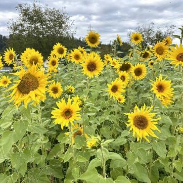 «Der Sommer ist vorbei. Die Sonnenblumen erfreuen uns immer noch», schreibt Eugen Schwarz aus Oberdorf zu diesem Bild.
