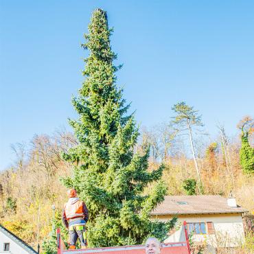 Weihnachtsbaum aus dem Garten
