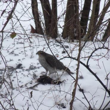 Diesen seltenen Schnappschuss eines Sperbers, der eine Amsel erbeutet, hat Loretta Grieder aus Zeglingen aufgenommen.