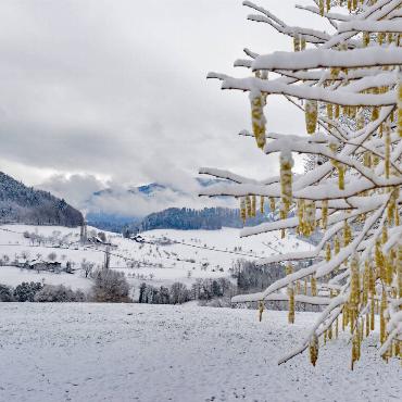 Franz Schweizer aus Bretzwil schreibt: "Trotz blühendem Hasel meldete sich der Winter am vergangenen Sonntag im Baselbiet noch einmal zurück."