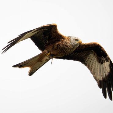 Roman Degen aus Hölstein hat diesen Rotmilan mit einer Maus in den Klauen gesichtet. 