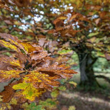 Herbstfarben im Eichenhain Wildenstein, festgehalten von Andi Wyss aus Ramlinsburg.