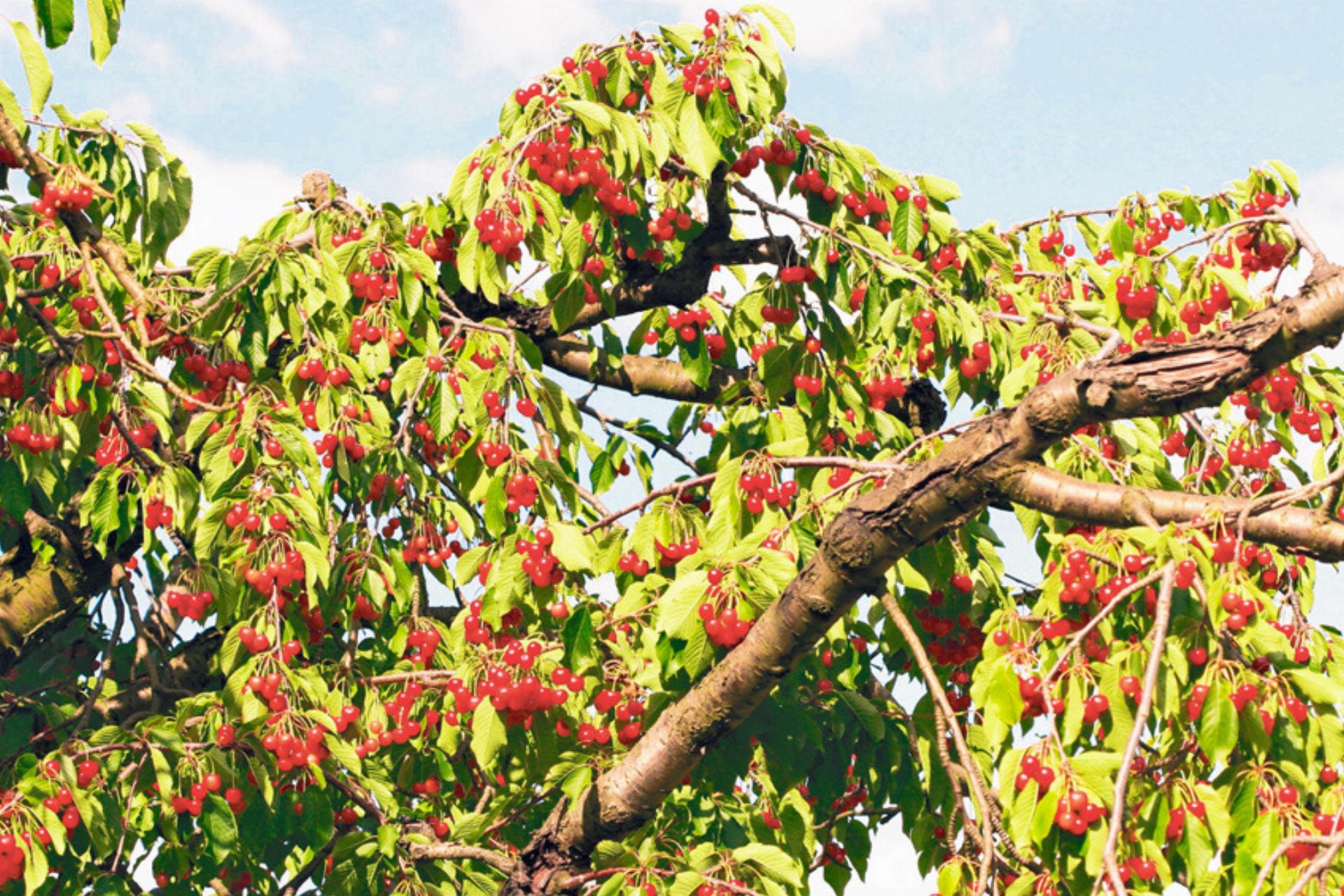 Juli – die Glut des Sommers