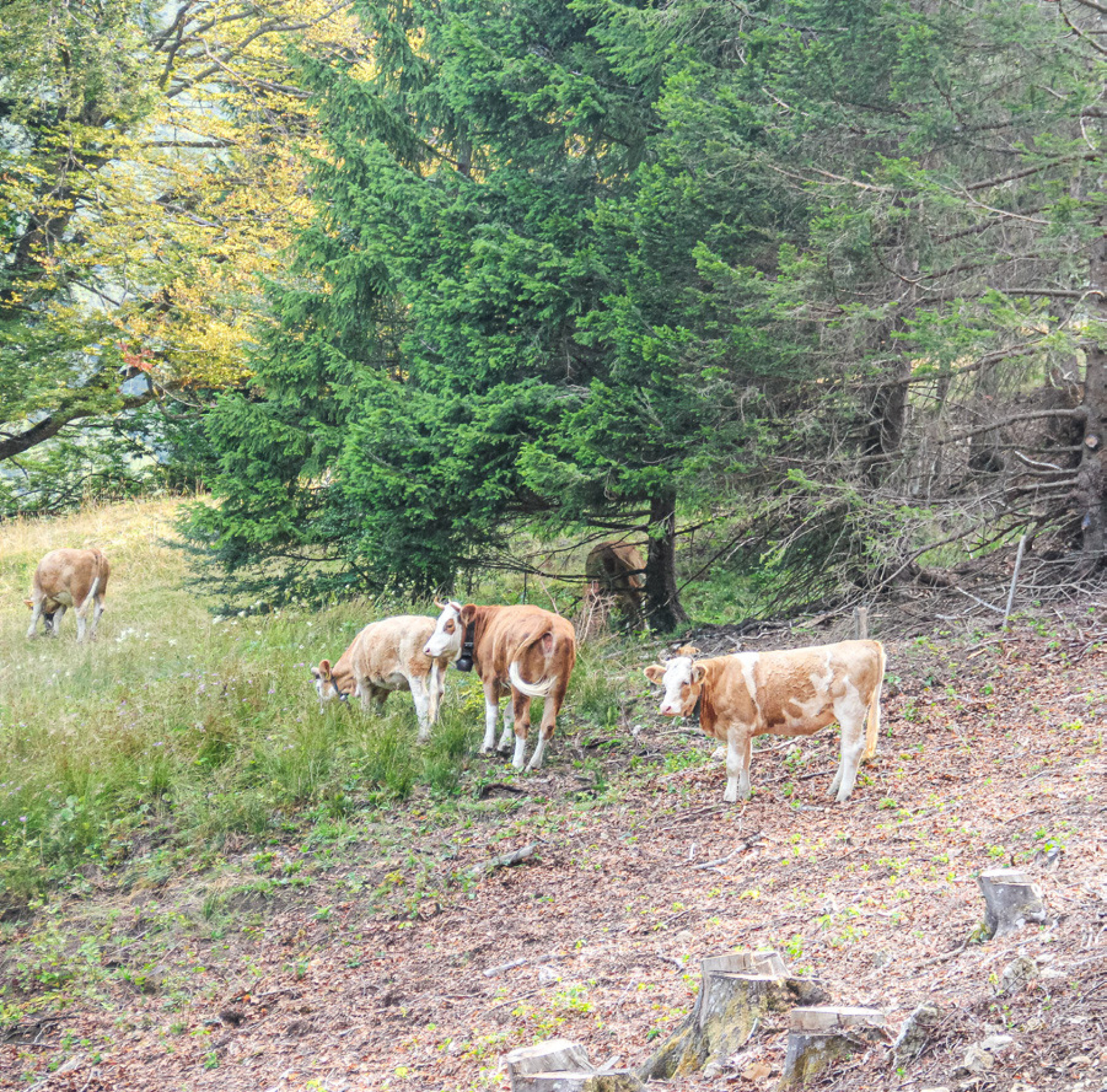Die Beweidung mit Vieh hilft mit, die gelichteten Waldrandflächen ökologisch aufzuwerten. Bild zvg