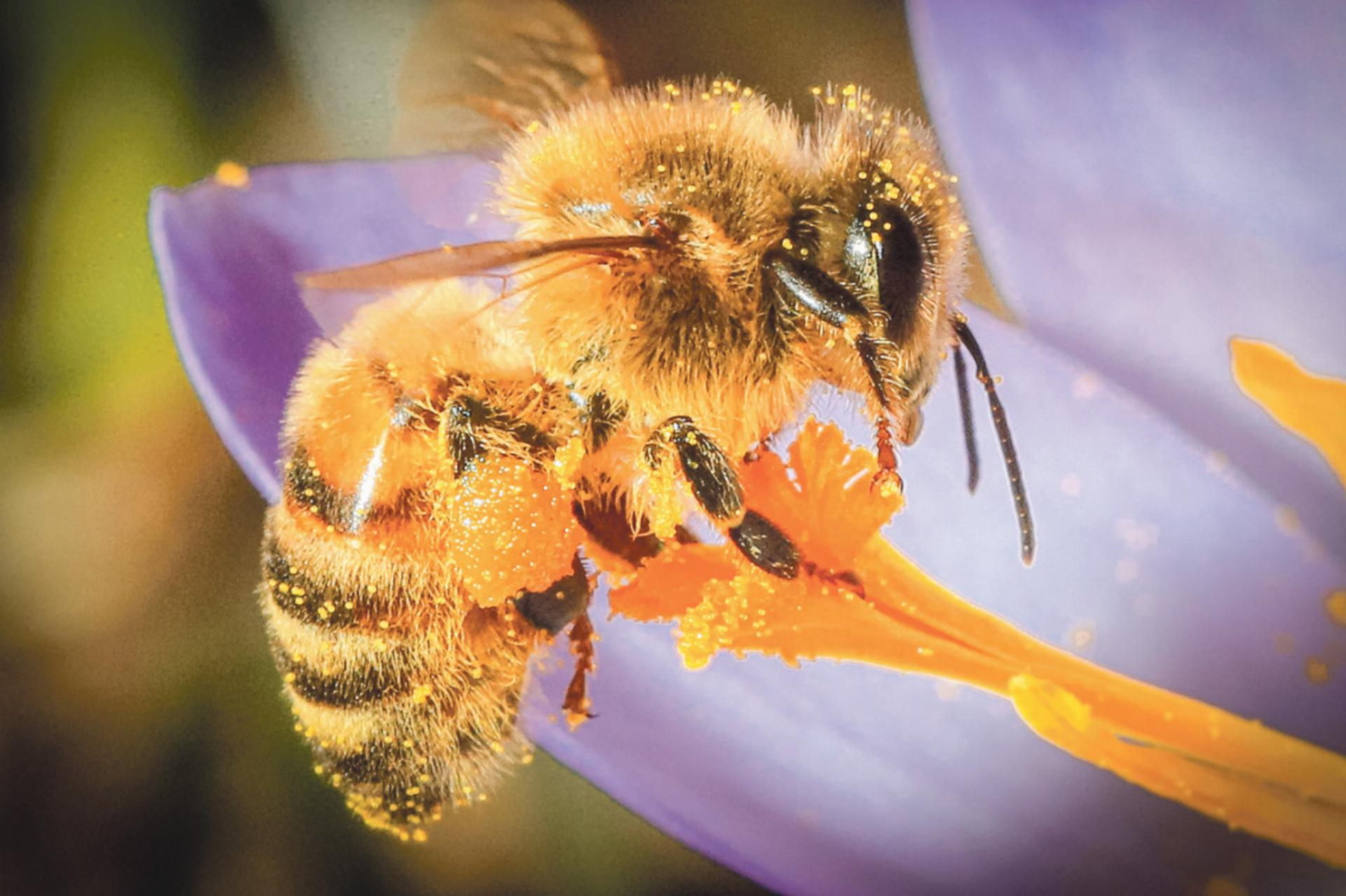 «Wenn die ersten Krokusse blühen im Ebenrainpark, kommen natürlich auch die Bienen», schreibt Hans Reber aus Sissach zu seinem Foto.