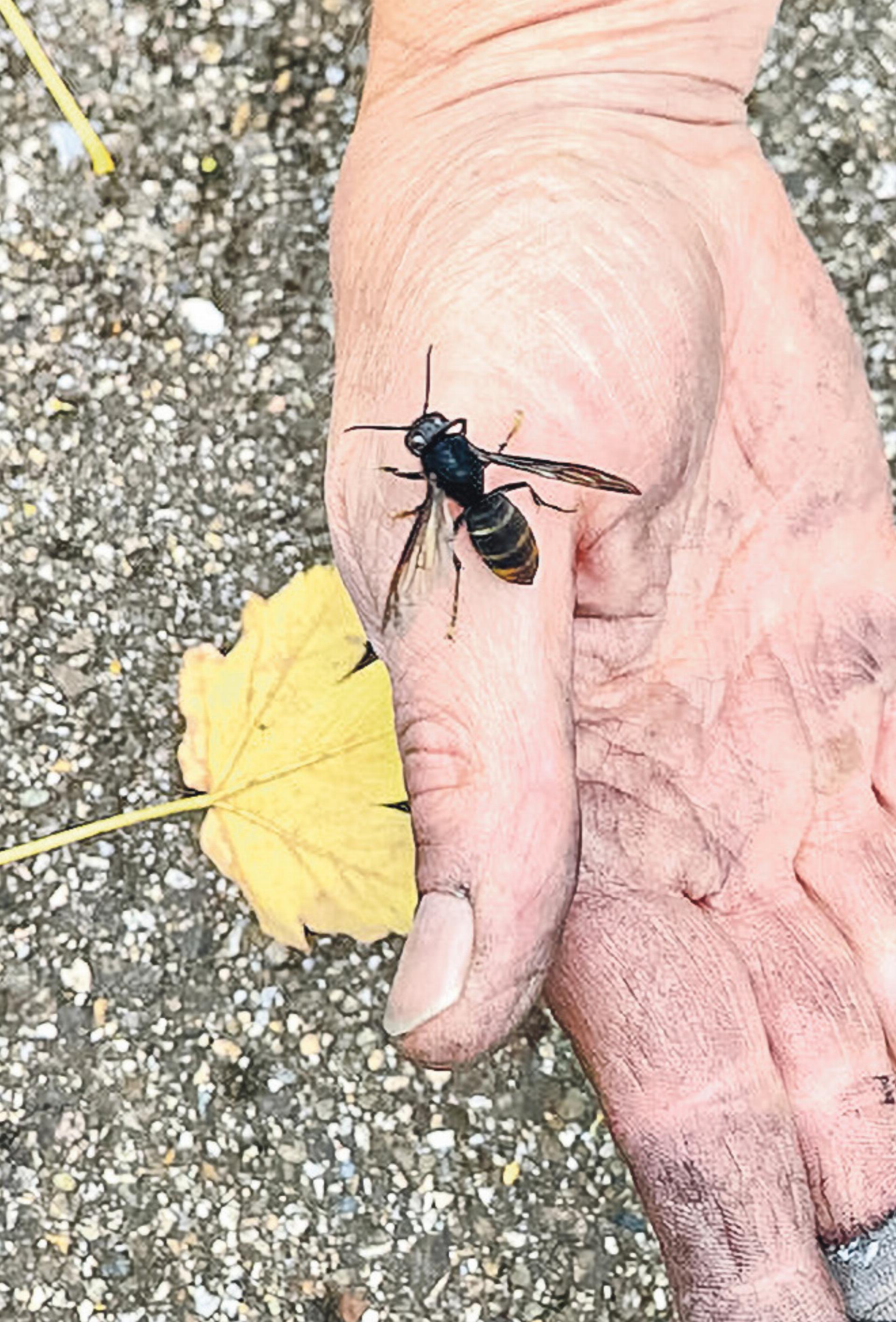 Die Invasion schreitet voran - Das Bild wird blockiert. – Möglicherweise durch einen aktiven Adblocker.