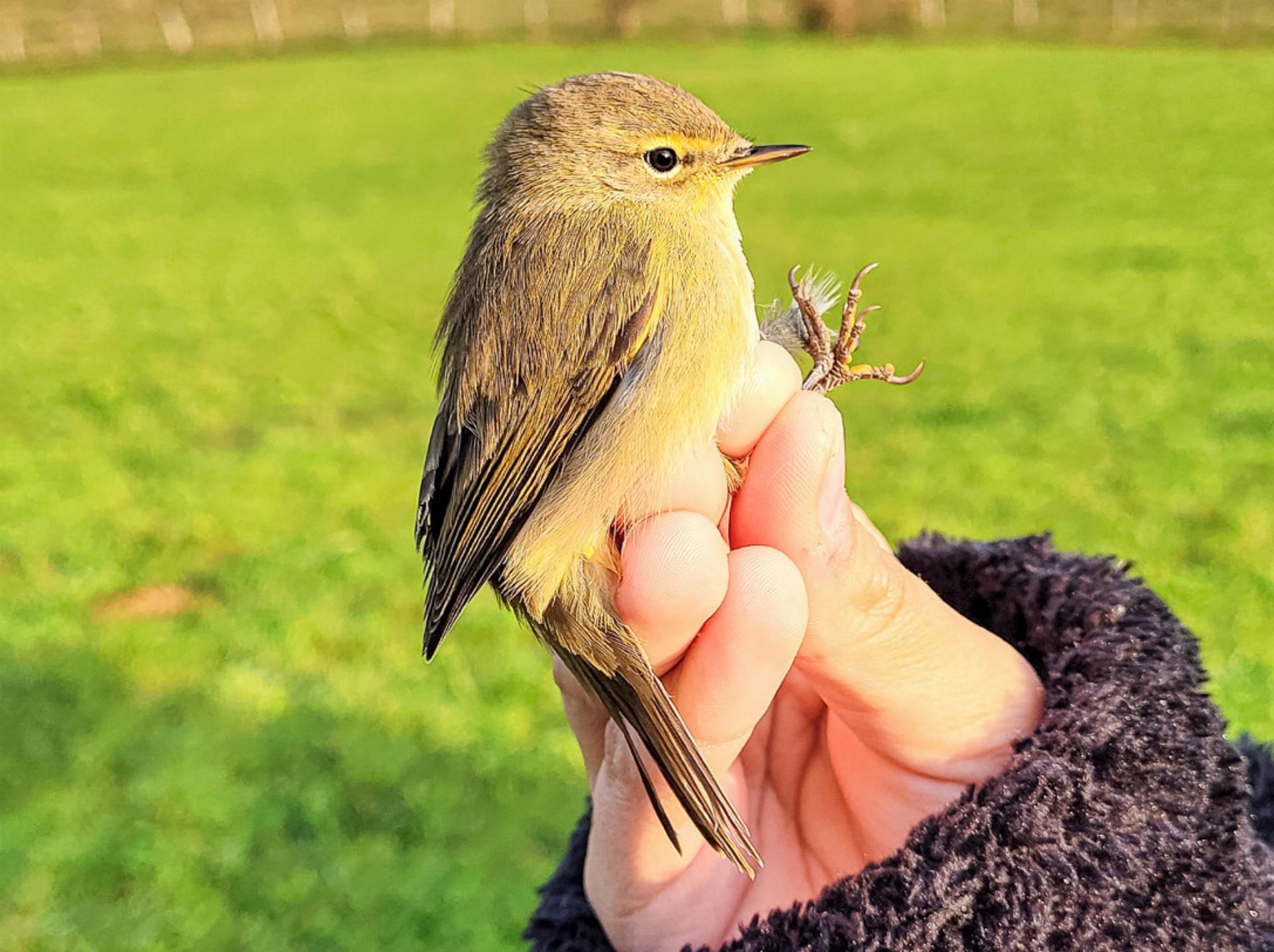 Vogelzug im Baselbieter Jura