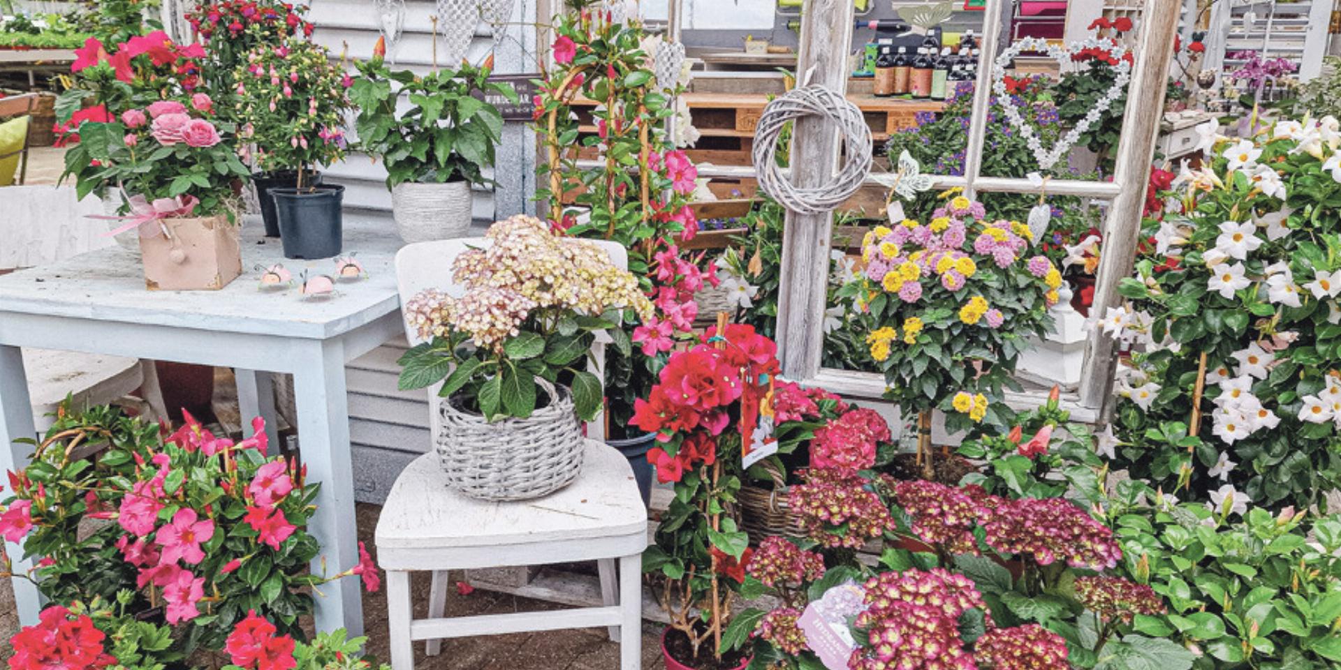 Sommerduft liegt in der Luft - Das Bild wird blockiert. – Möglicherweise durch einen aktiven Adblocker.