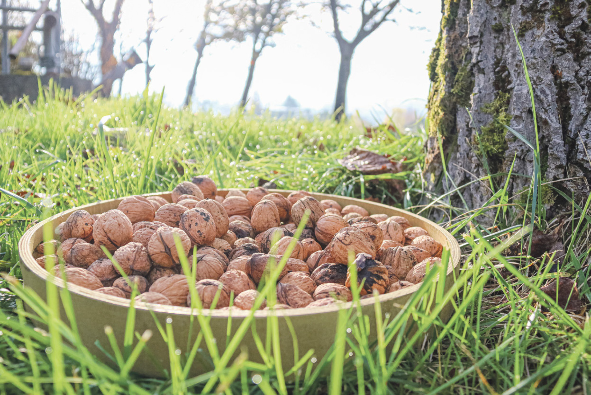 Superfood Baumnuss - Das Bild wird blockiert. – Möglicherweise durch einen aktiven Adblocker.