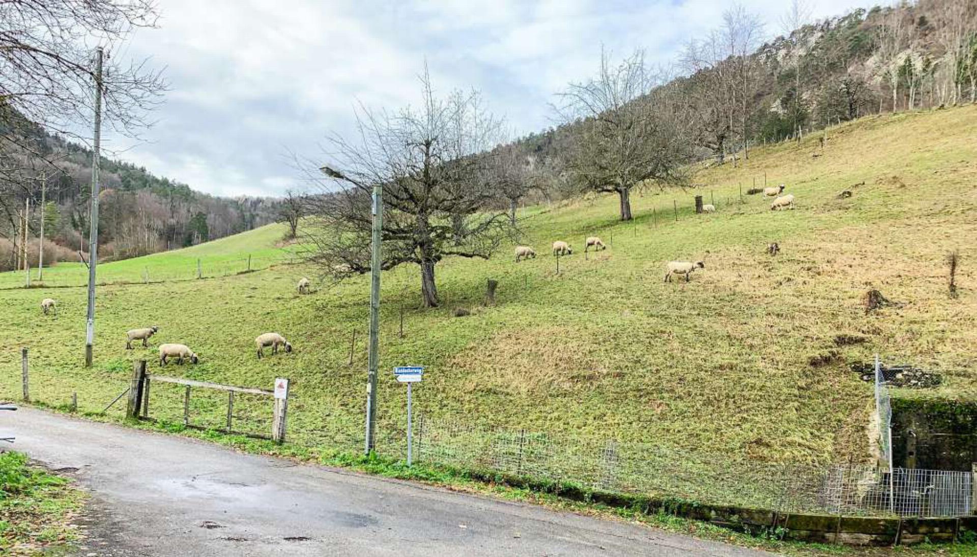 Grasende Schafe im Waldenburger Gebiet Richtacker – hier geschah die Attacke. Bild André Frauchiger