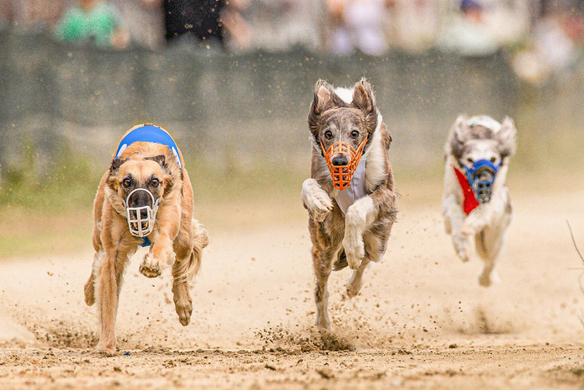 Mit Vollspeed zum Glück - Das Bild wird blockiert. – Möglicherweise durch einen aktiven Adblocker.