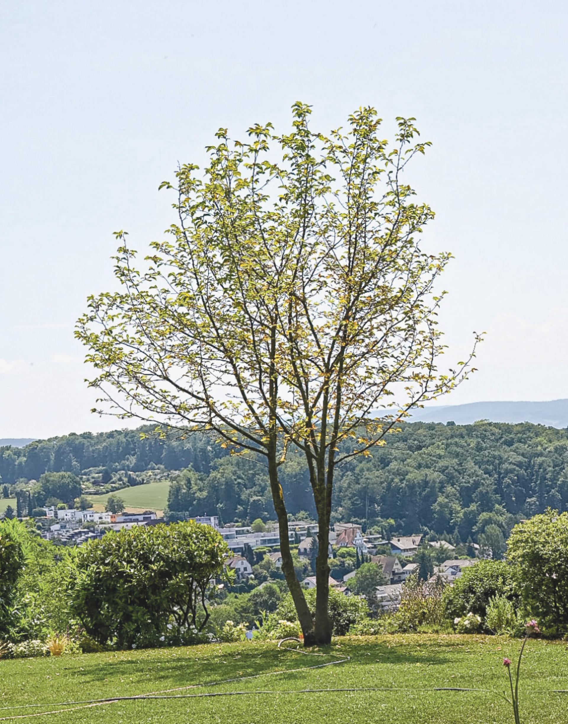 Gehölzschnitt und Baumpfl ege vom Profi - Das Bild wird blockiert. – Möglicherweise durch einen aktiven Adblocker.