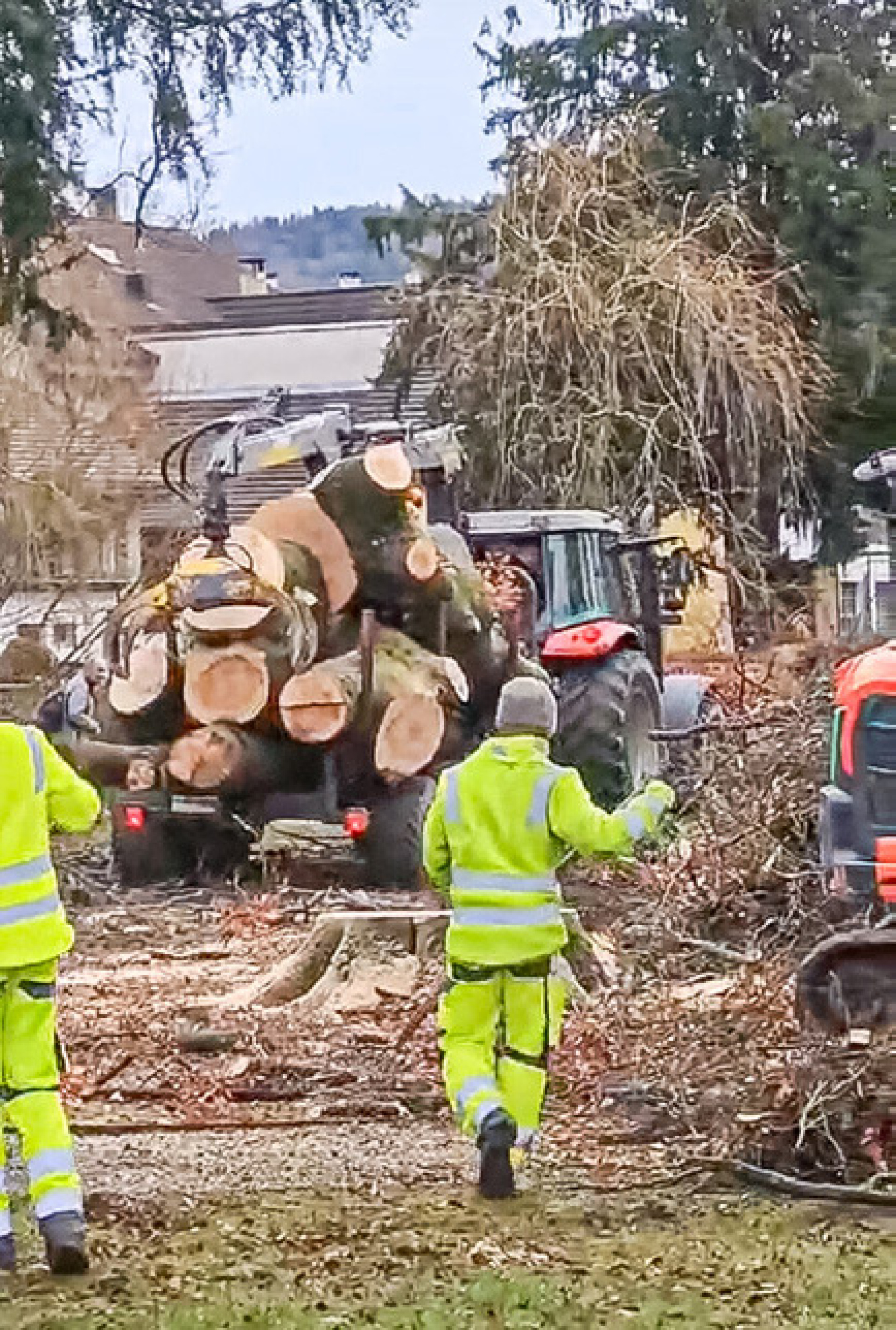 Baumfäll-Aktion sorgt für Aufsehen