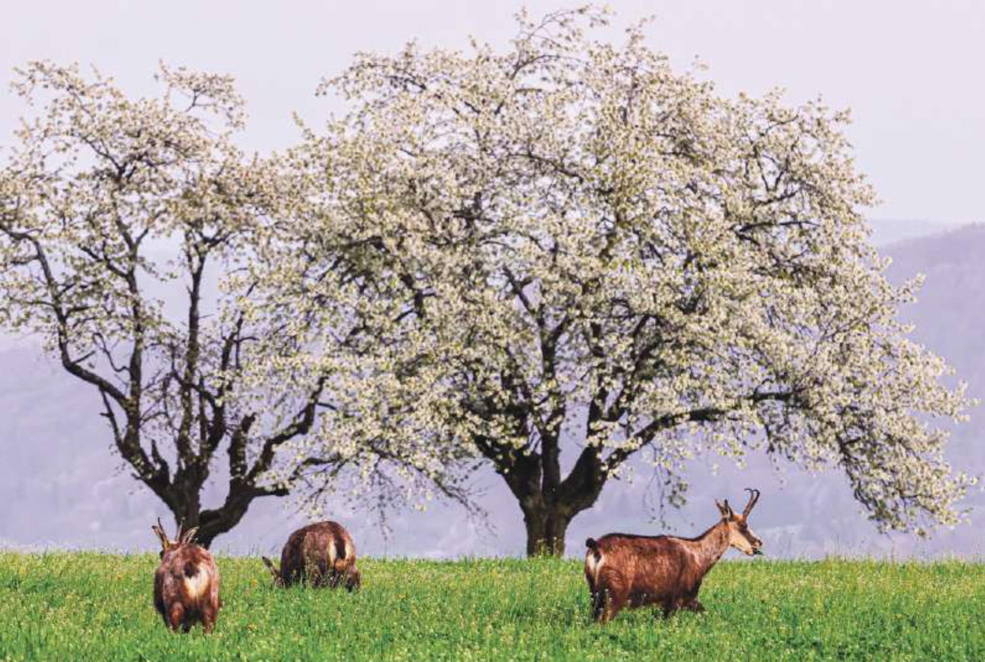 Ueli Lanz aus Buus konnte die Gämsen beim Grasen unter den blühenden Kirschbäumen beobachten.