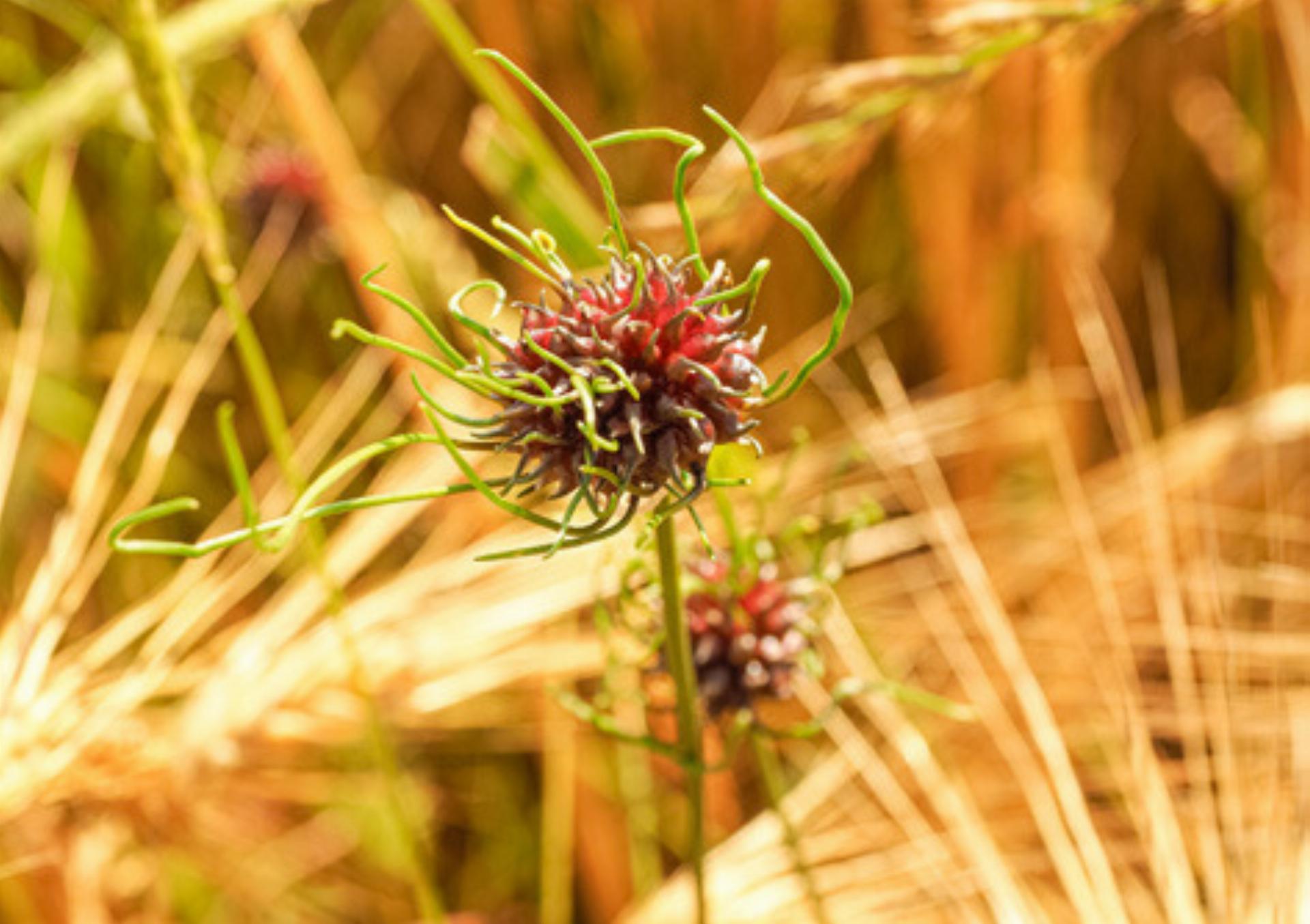 Der Duft des Lauchs - Das Bild wird blockiert. – Möglicherweise durch einen aktiven Adblocker.