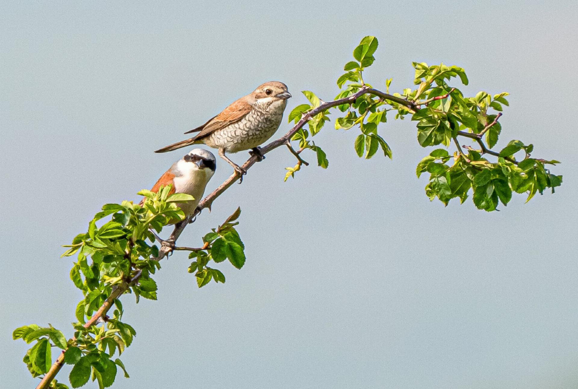 Erfreuliche Vogelbestände