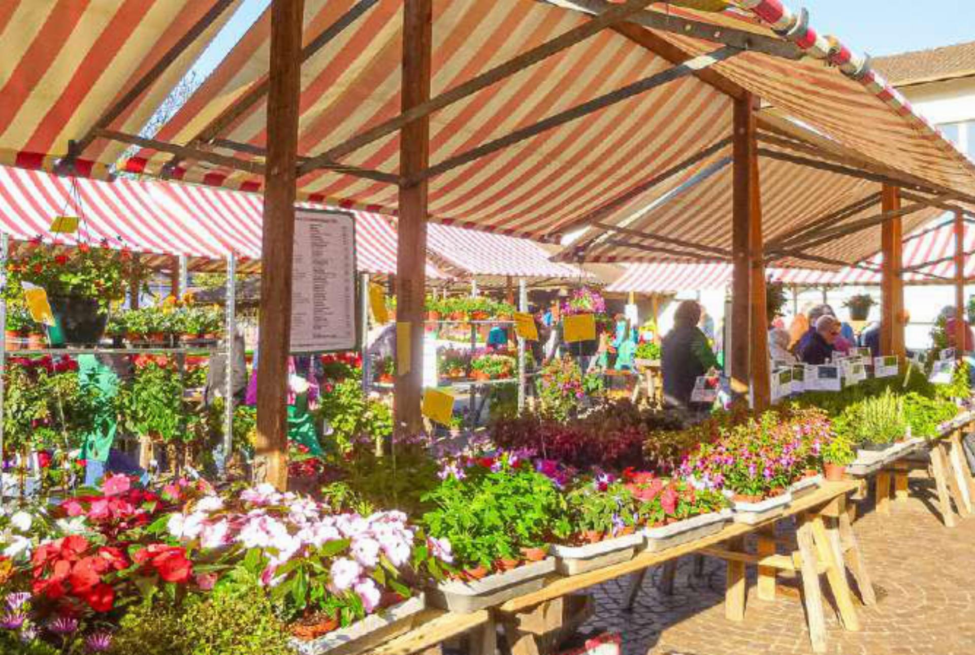 Der Geranienmarkt ist das Aushängeschild des Gartenbauvereins. Bild zvg
