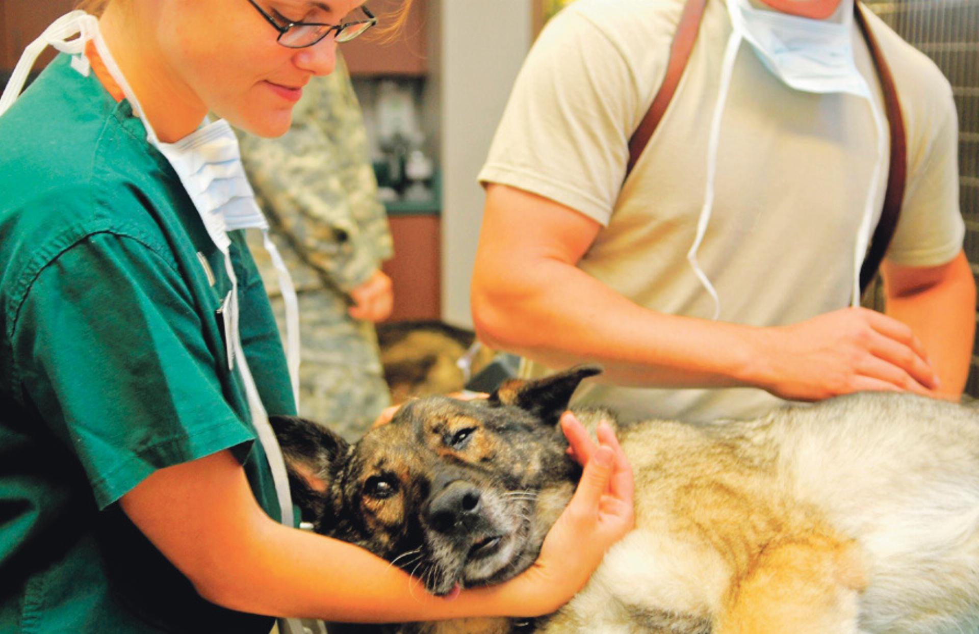 Wenn Tiere unters Messer müssen - Das Bild wird blockiert. – Möglicherweise durch einen aktiven Adblocker.