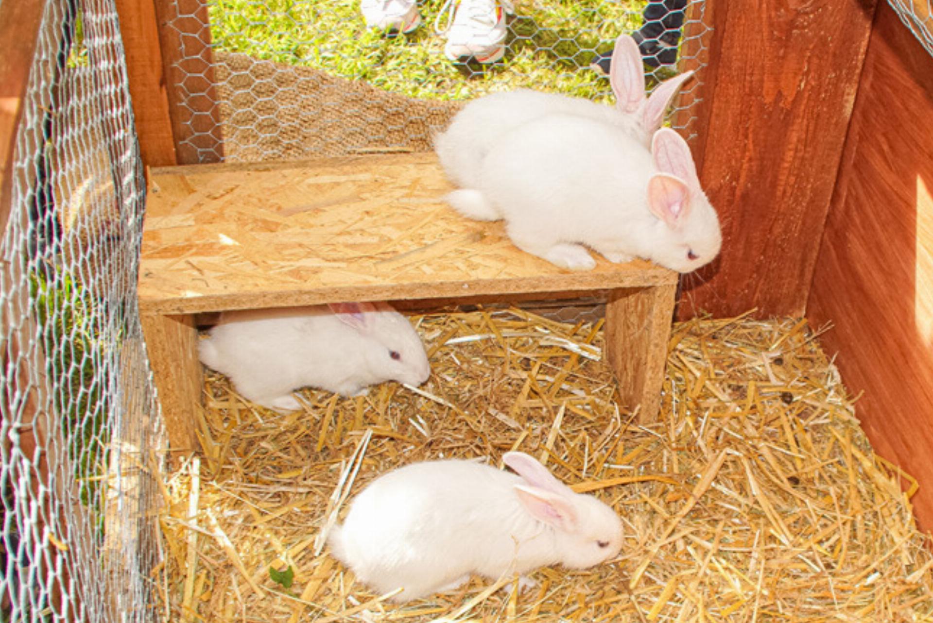 Kaninchen gehen Züchter aus