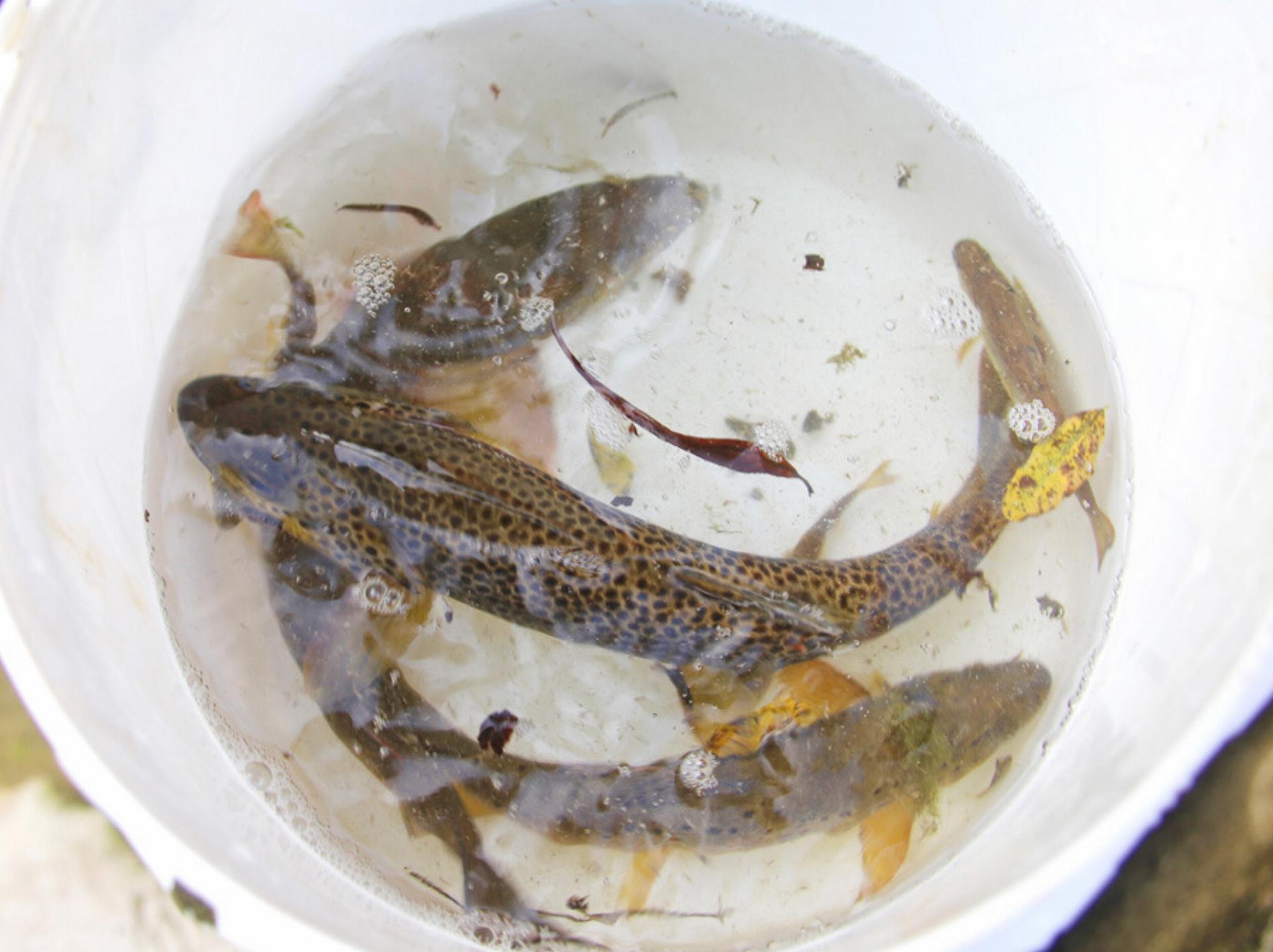 Fische mit «ewigen Chemikalien» belastet