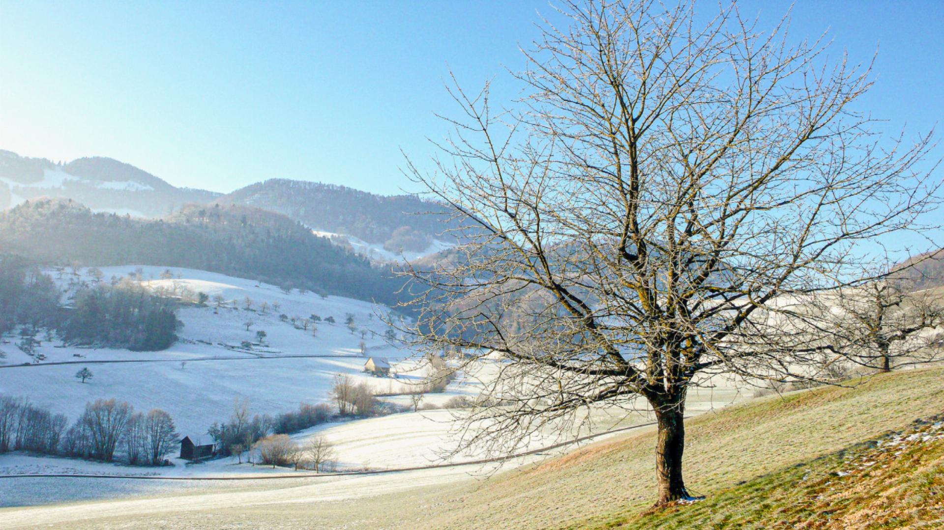 Chiirssibaum – Symbol des Baselbiets