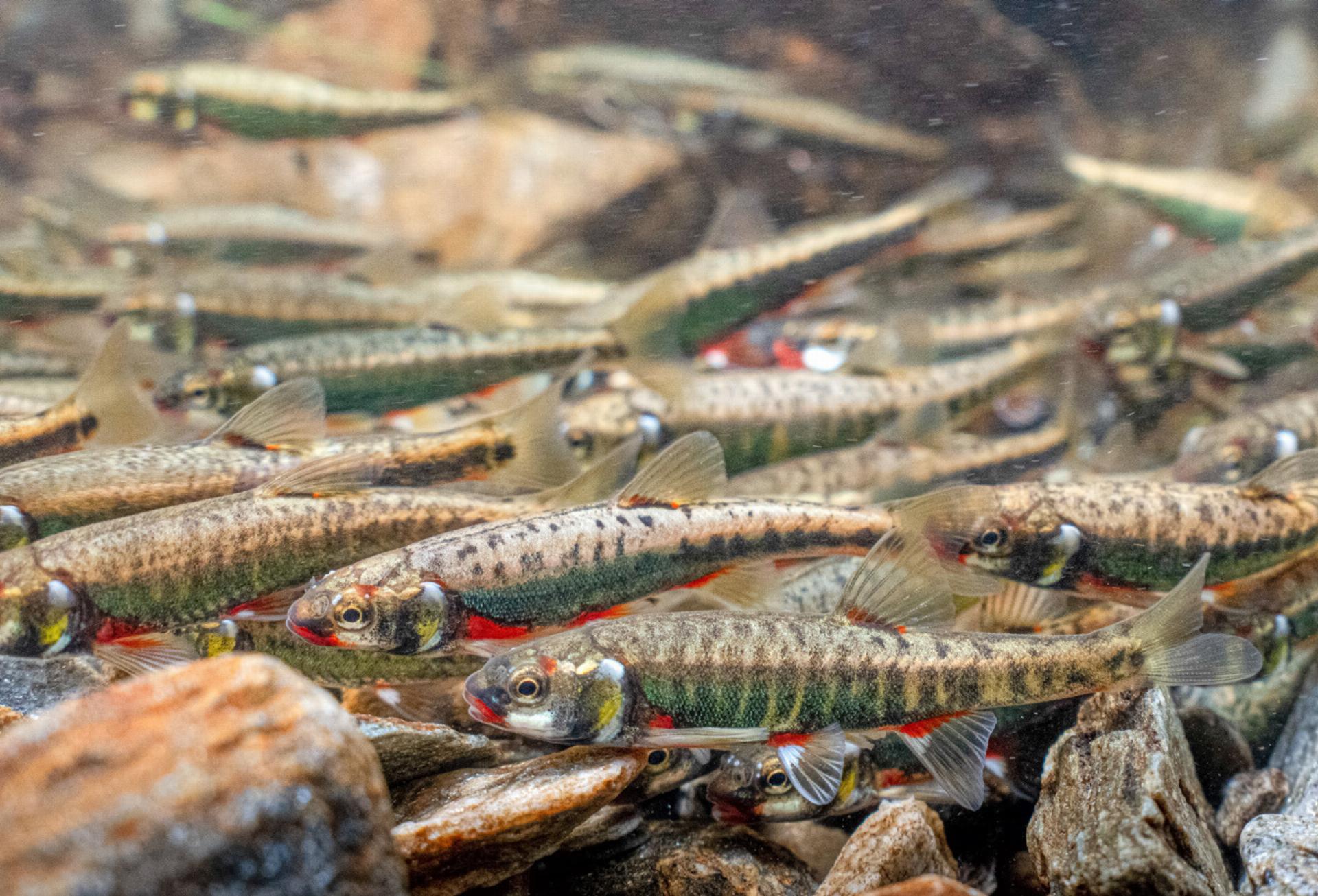 Kleine Elritze ganz gross - Das Bild wird blockiert. – Möglicherweise durch einen aktiven Adblocker.