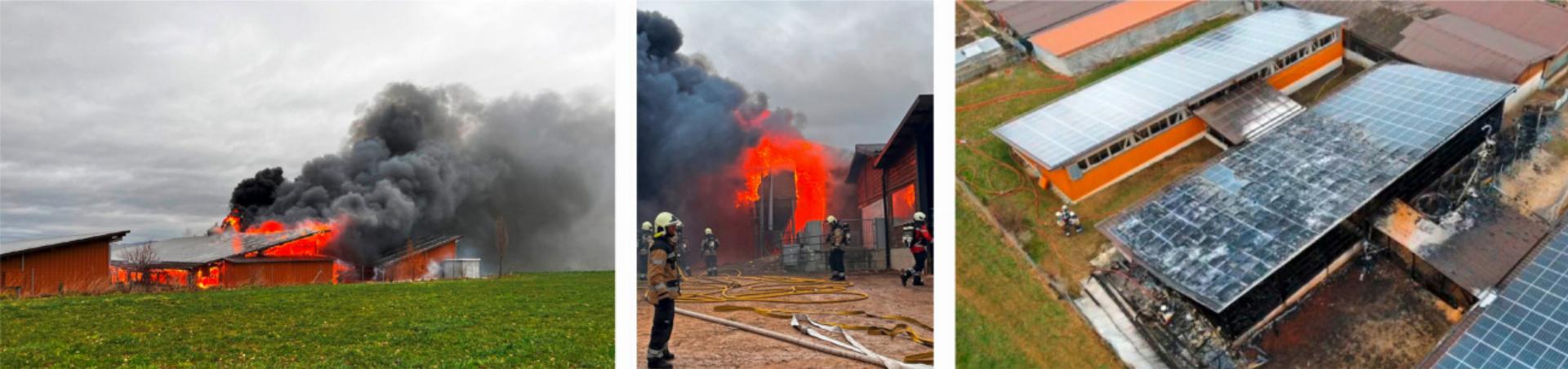 Mehrere Schweine konnten von den Feuerwehrleuten nicht mehr gerettet werden. Der dreiteilige Schweinestall mit den Solaranlagen (Bild rechts) wurde vom Brand am stärksten zerstört. Bild zvg/Polizei BL