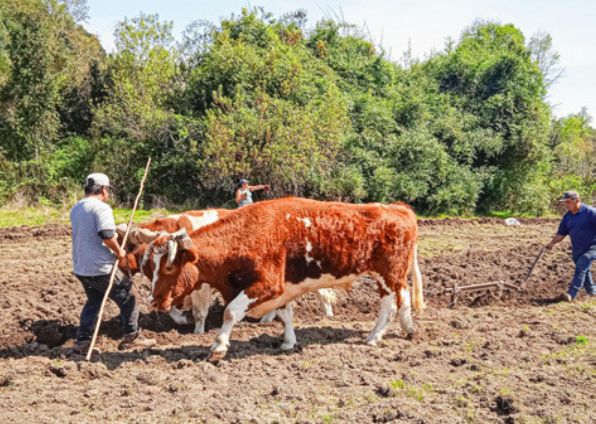 Pflügen, pflanzen und Ochsen fangen - Das Bild wird blockiert. – Möglicherweise durch einen aktiven Adblocker.