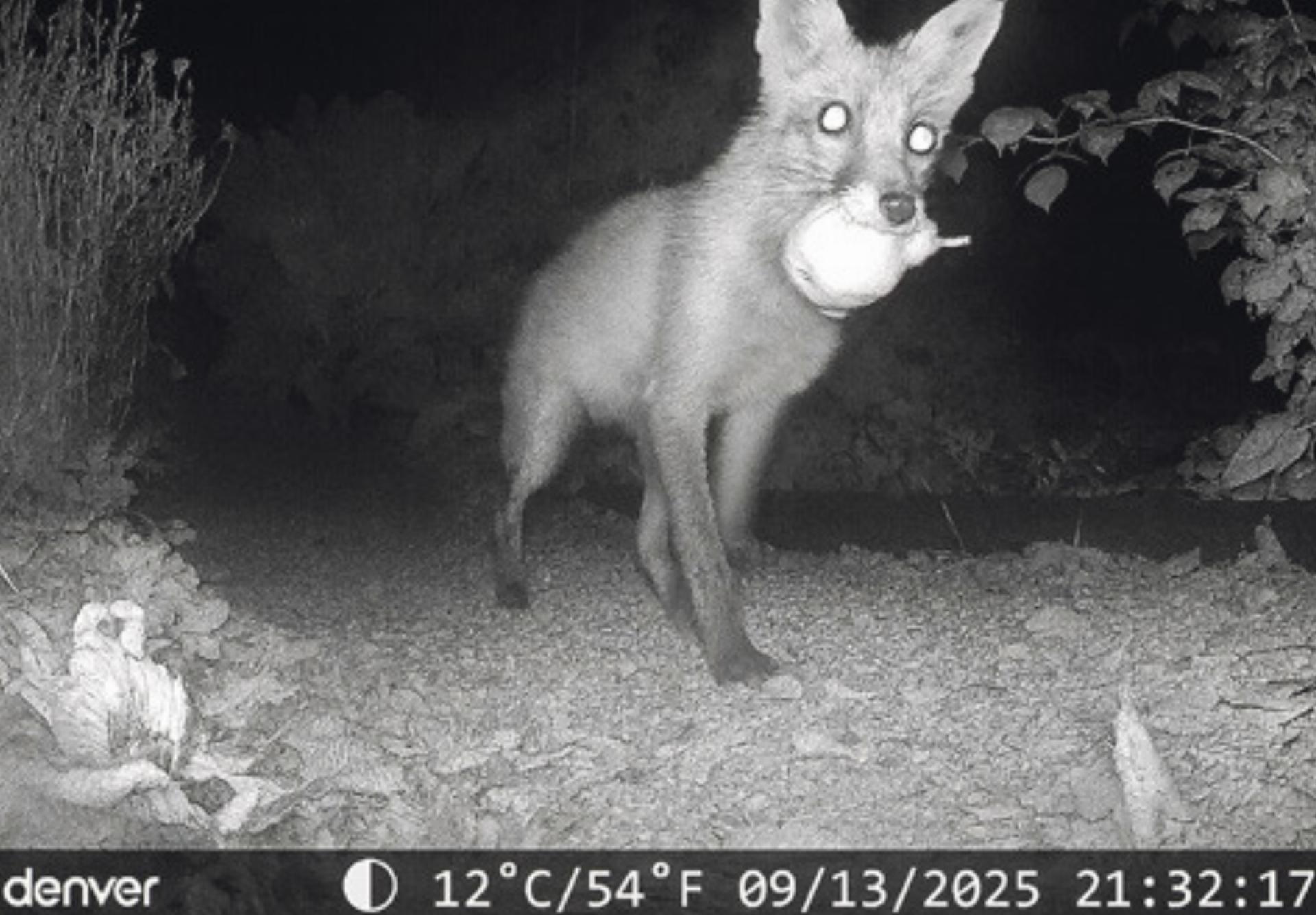 Nachts im Garten - Das Bild wird blockiert. – Möglicherweise durch einen aktiven Adblocker.