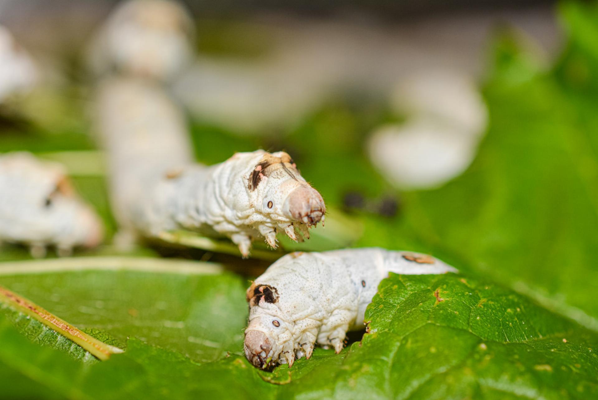 Blick in die Kinderstube von Seidenraupen - Das Bild wird blockiert. – Möglicherweise durch einen aktiven Adblocker.