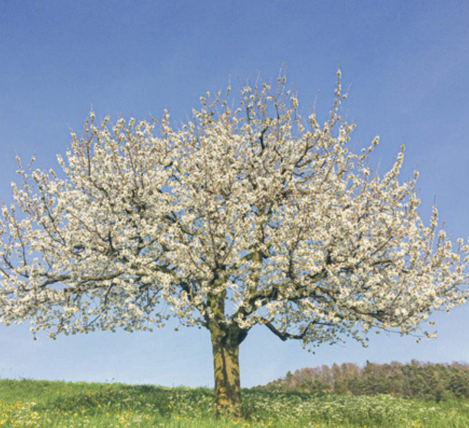 Obstgenuss aus dem eigenen Garten - Das Bild wird blockiert. – Möglicherweise durch einen aktiven Adblocker.