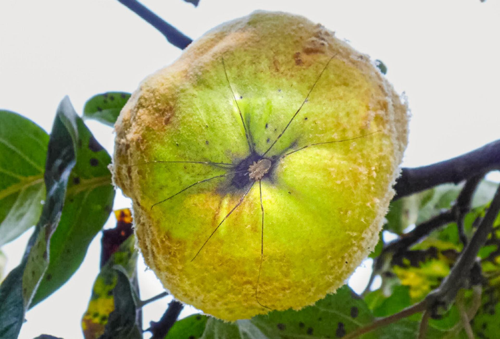 Friedliche Koexistenz mit Gift-Tieren - Das Bild wird blockiert. – Möglicherweise durch einen aktiven Adblocker.