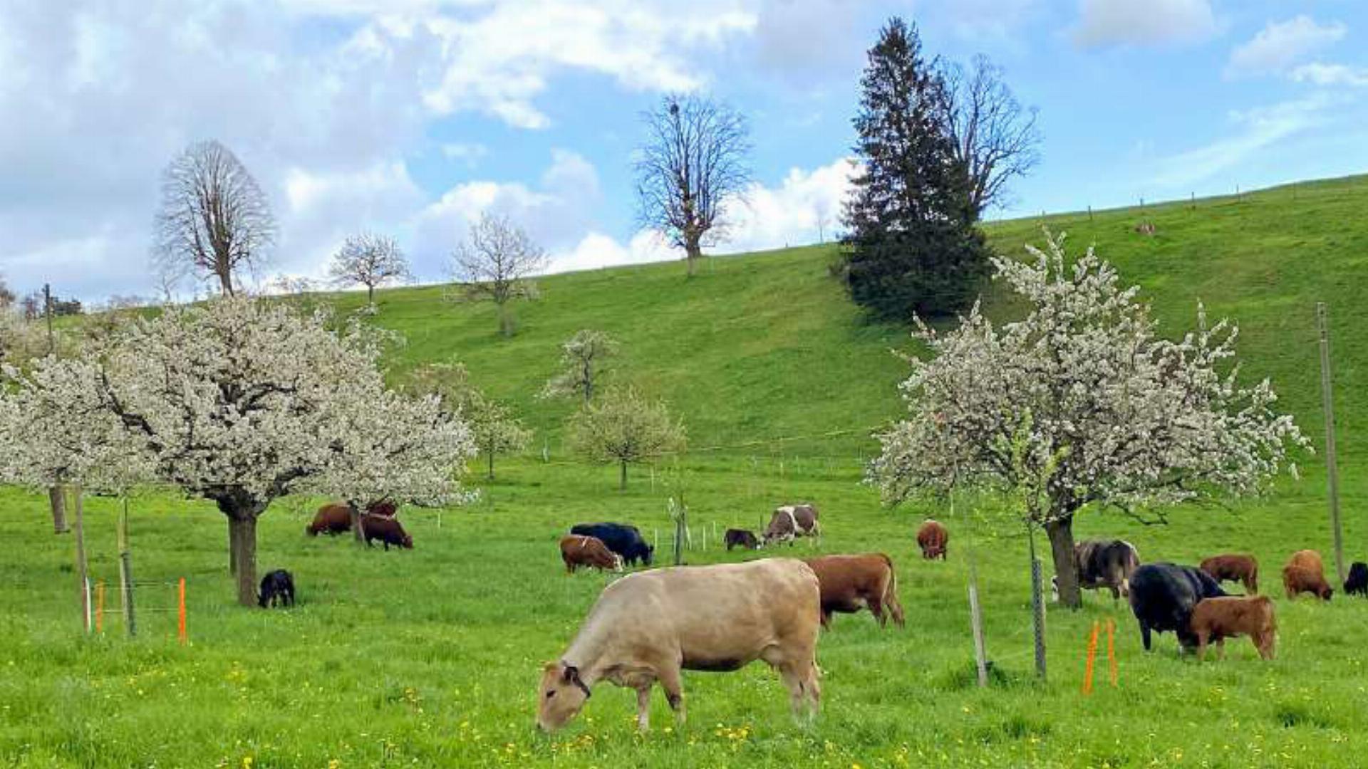 Mutterkühe, ihre Kälber und blühende Kirschbäume hat Heidy Gysin aus Langenbruck im Bild festgehalten.