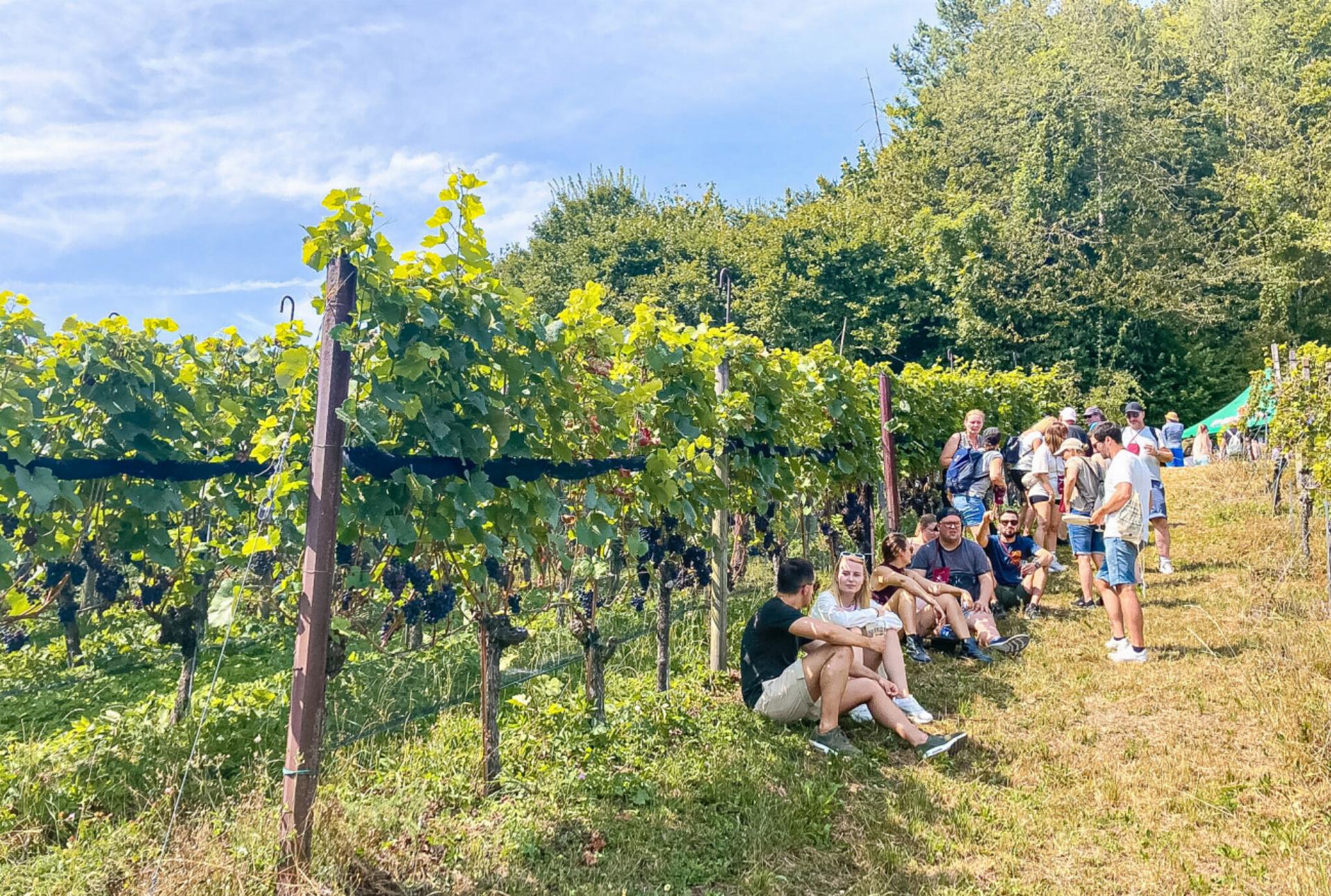 Sonne, Volksfest stimmung und viel Wein