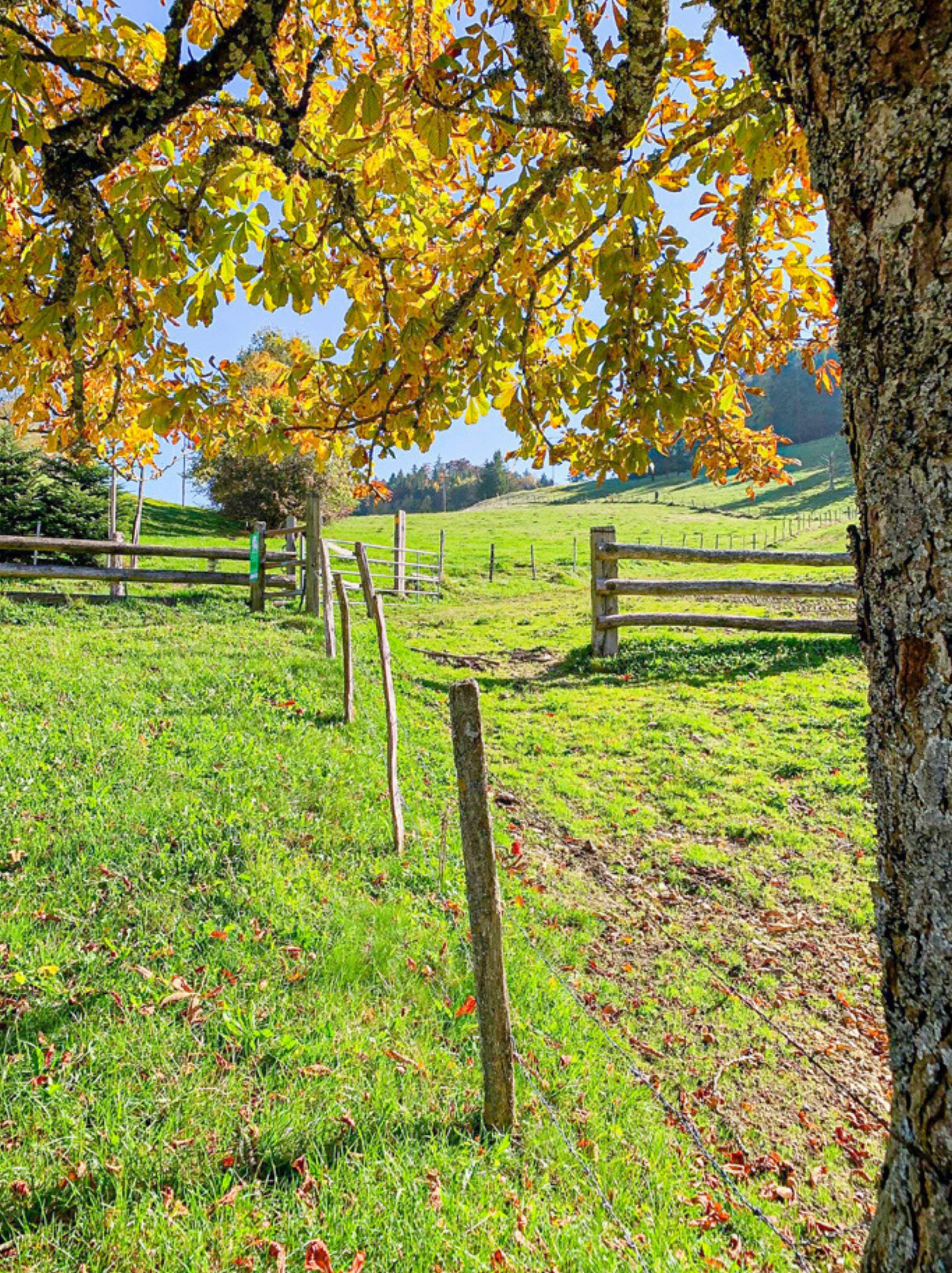 Zufuhr von alpfremdem Dünger - Das Bild wird blockiert. – Möglicherweise durch einen aktiven Adblocker.