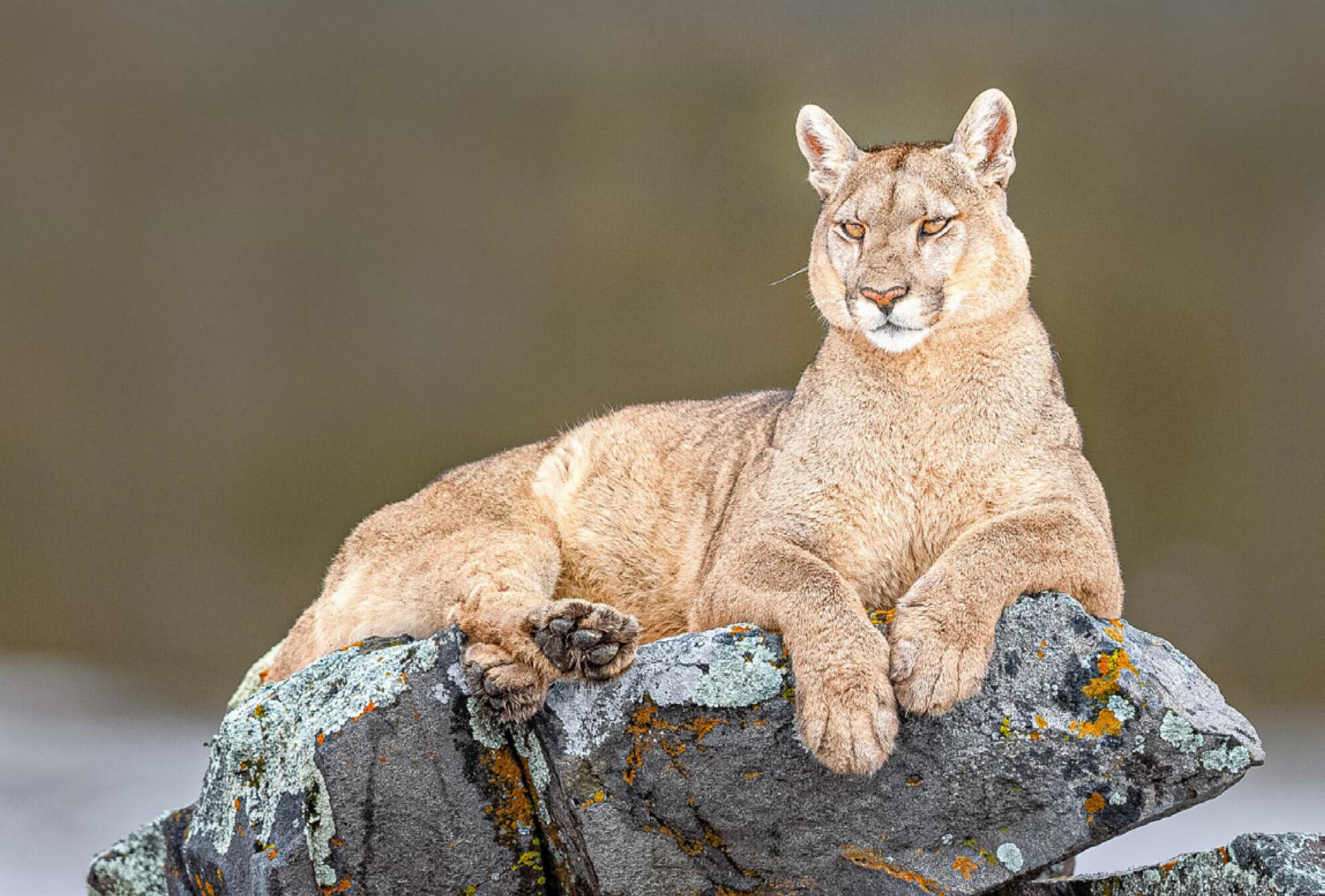 Live dabei im Reich der Pumas - Das Bild wird blockiert. – Möglicherweise durch einen aktiven Adblocker.