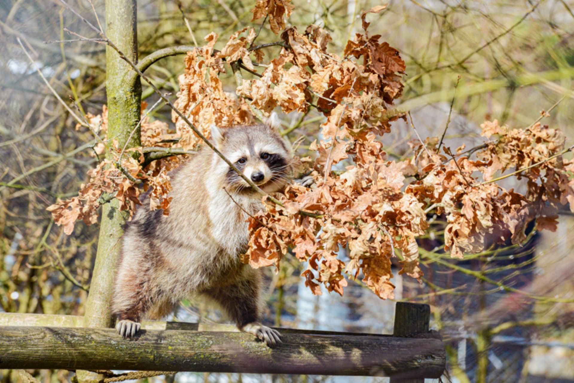 Füttern verboten! - Das Bild wird blockiert. – Möglicherweise durch einen aktiven Adblocker.
