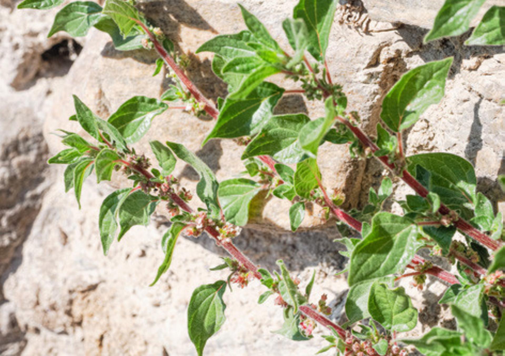 Unscheinbare Einwanderer - Das Bild wird blockiert. – Möglicherweise durch einen aktiven Adblocker.