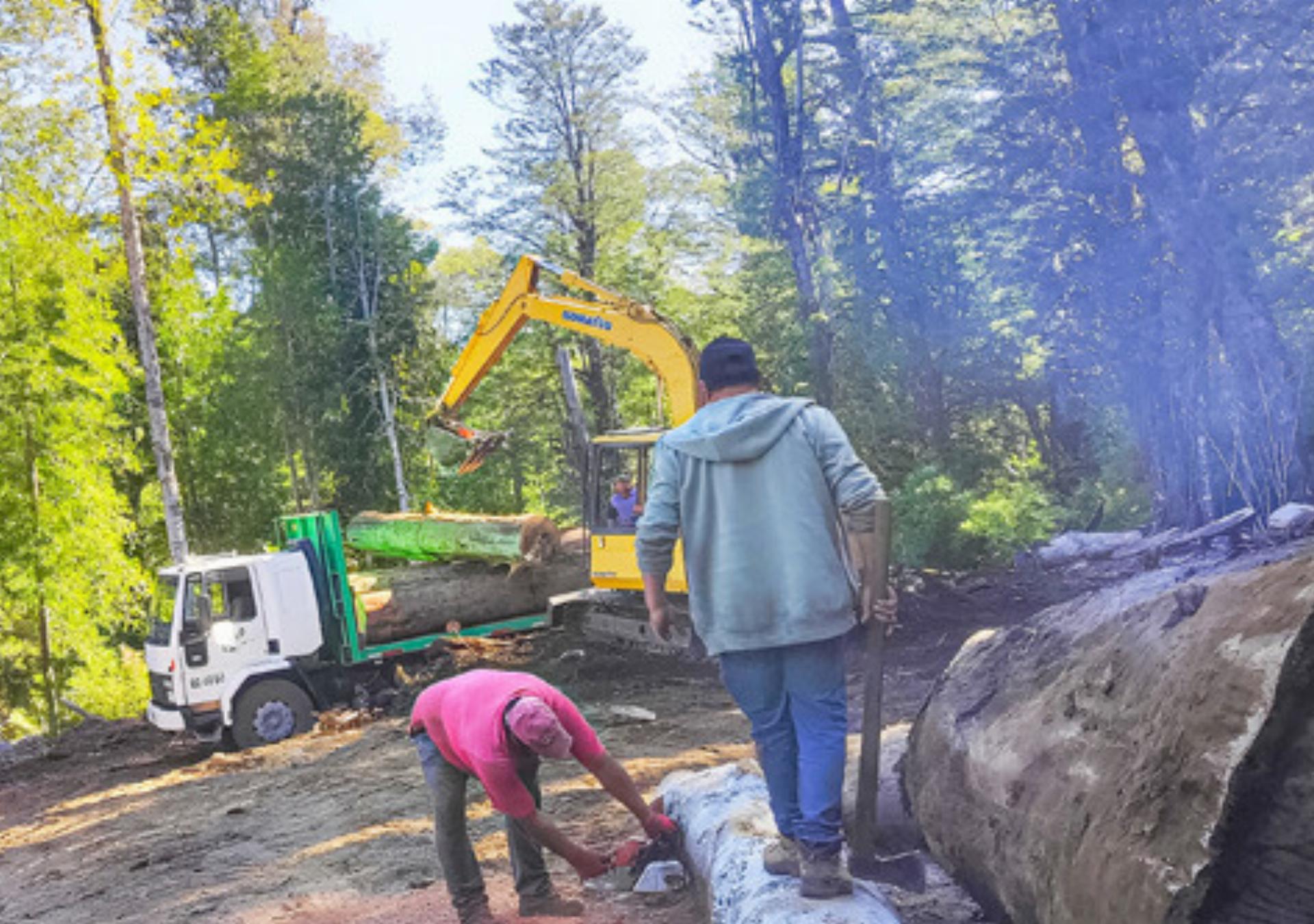 Vom Holzen und Plündern - Das Bild wird blockiert. – Möglicherweise durch einen aktiven Adblocker.