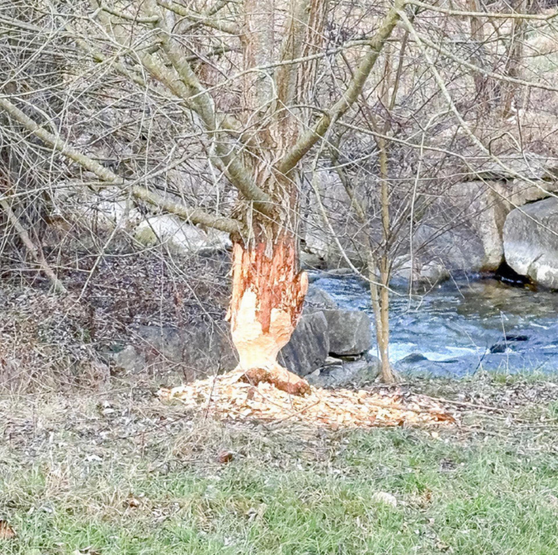 Biber im Frenkental - Das Bild wird blockiert. – Möglicherweise durch einen aktiven Adblocker.