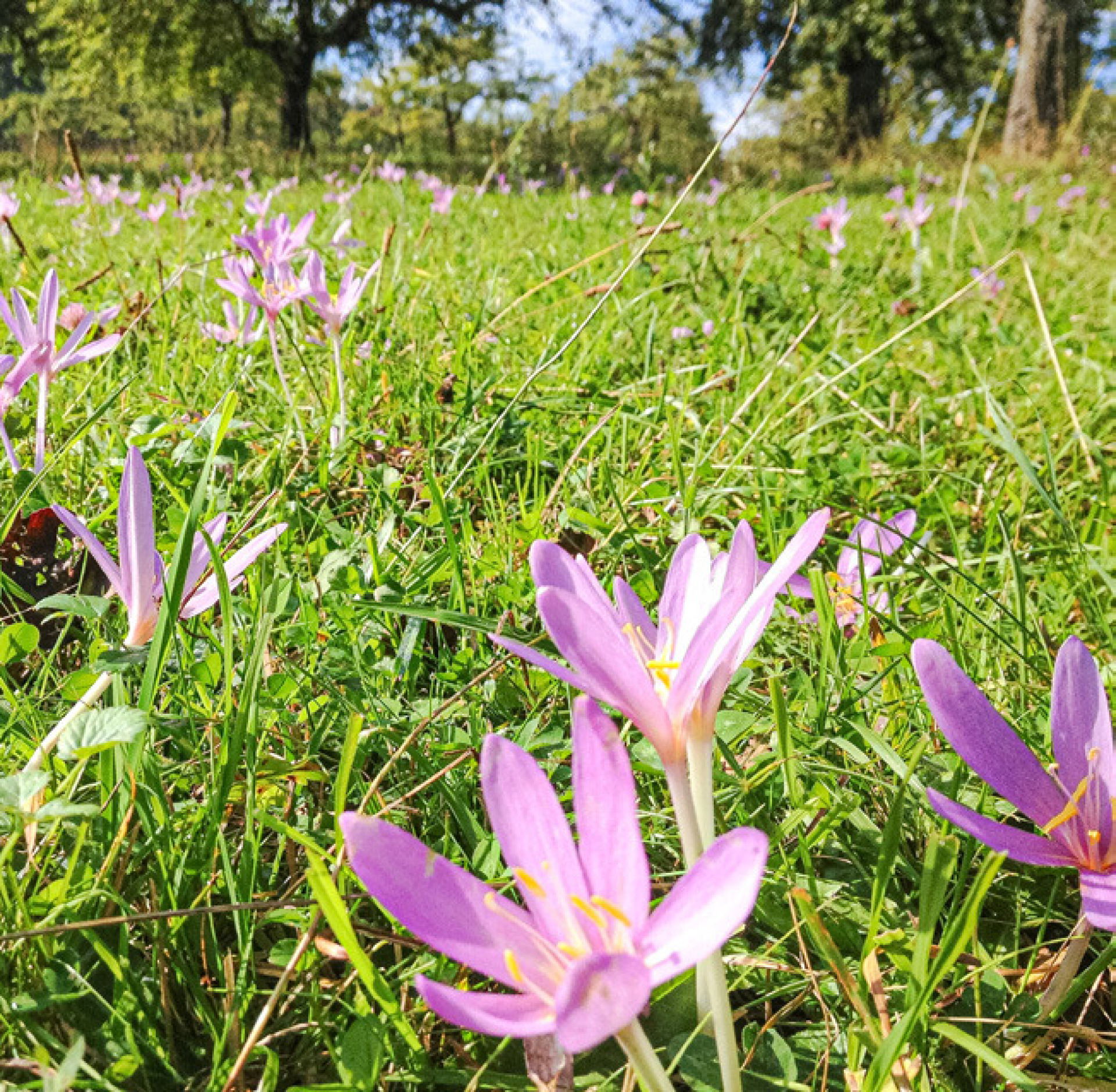 Natur nimmt mit Farbe Abschied - Das Bild wird blockiert. – Möglicherweise durch einen aktiven Adblocker.