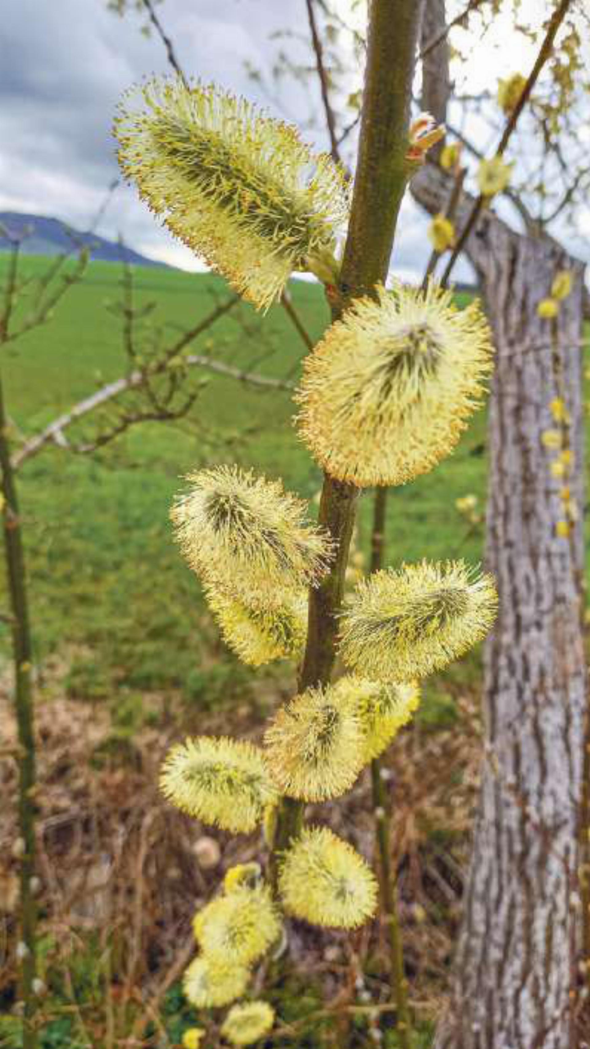 Am Moosbächli in seinem Wohnort Wenslingen hat Konrad Häfl iger diese Weidenkätzchen als Frühlingsboten entdeckt.