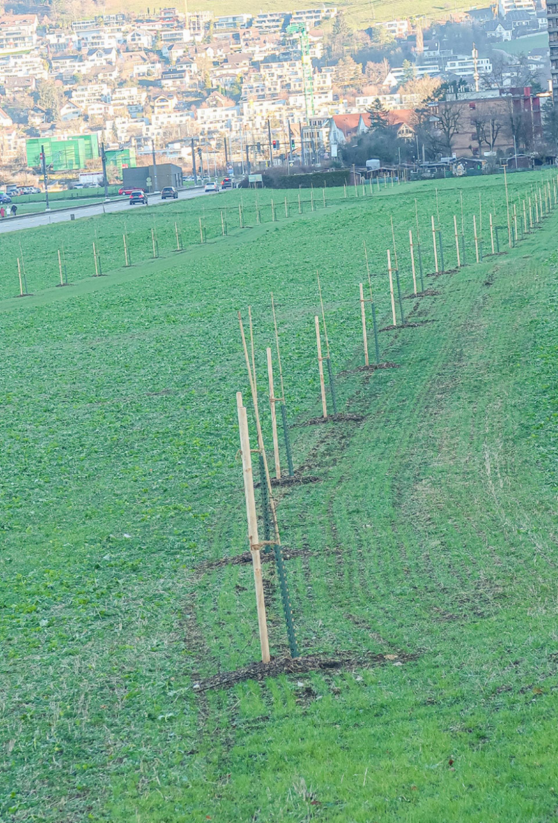 Ein Agroforst auf dem Kürbisacker