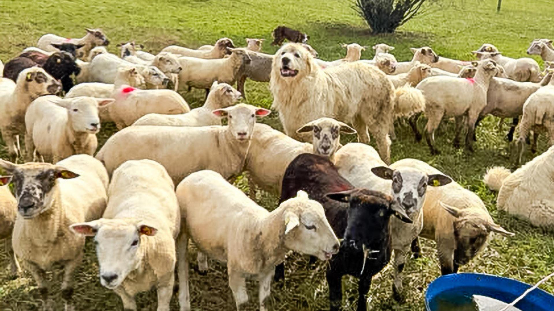 Beschützer auf vier Pfoten - Das Bild wird blockiert. – Möglicherweise durch einen aktiven Adblocker.