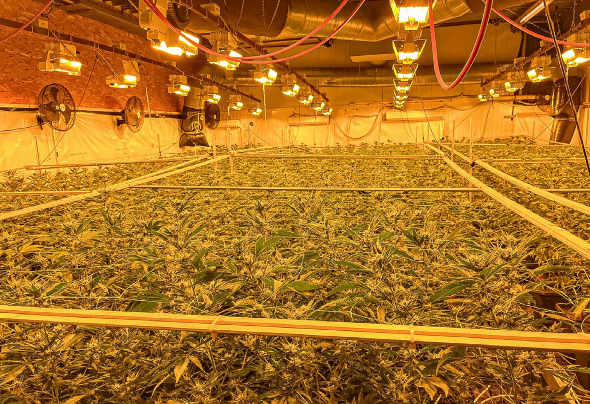 Polizei stoppt Drogenproduzenten - Das Bild wird blockiert. – Möglicherweise durch einen aktiven Adblocker.