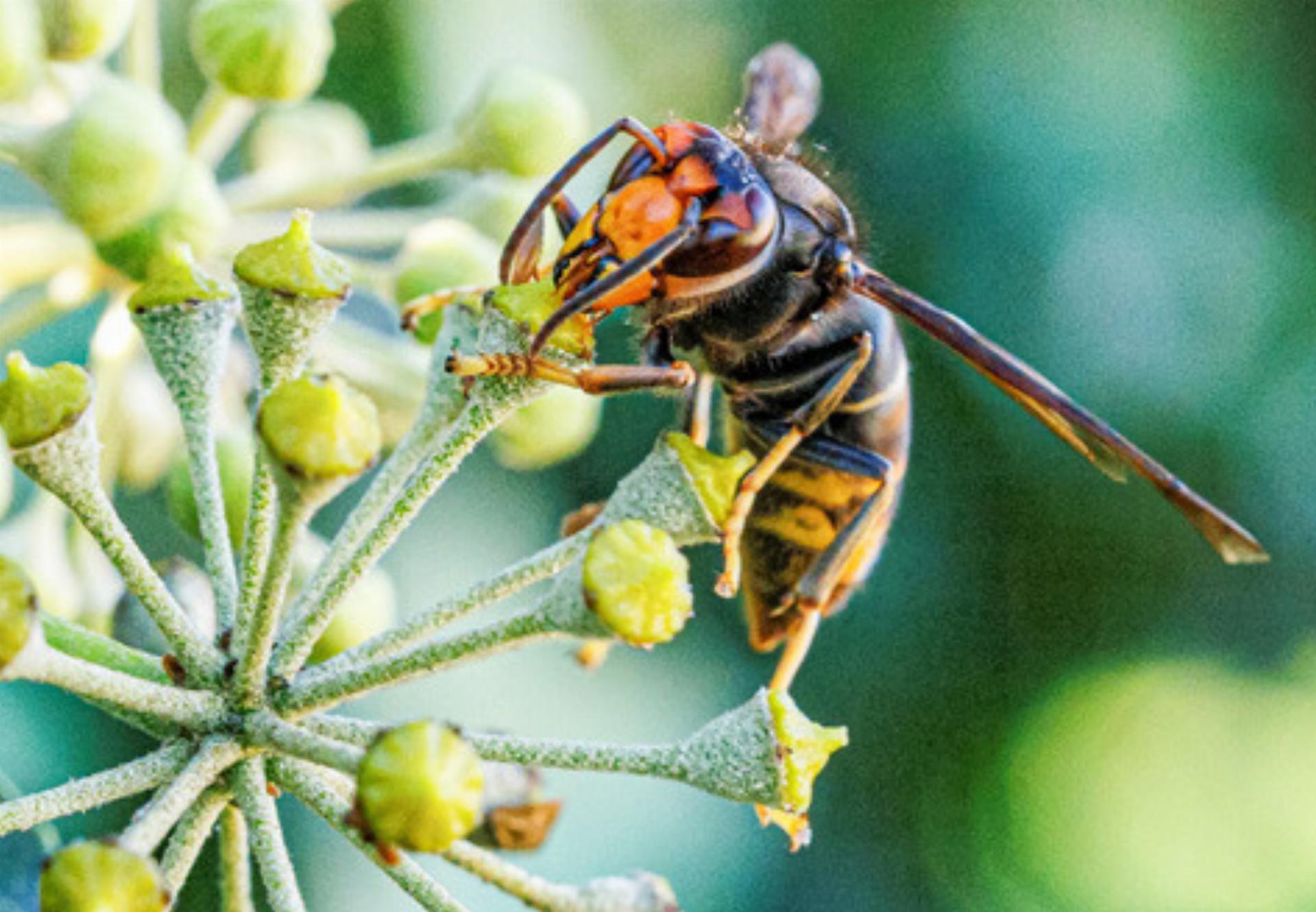 Asiatische Hornissen werden langsam aktiv - Das Bild wird blockiert. – Möglicherweise durch einen aktiven Adblocker.