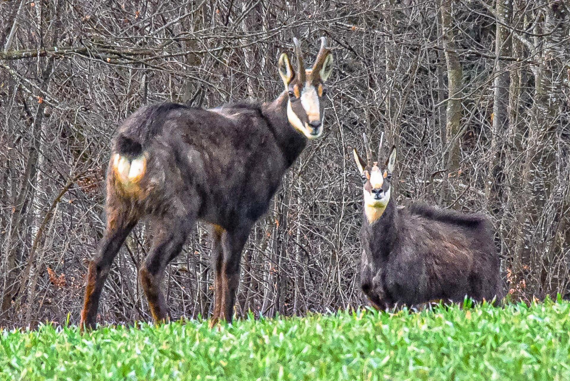 Gämsen auf dem Vormarsch - Das Bild wird blockiert. – Möglicherweise durch einen aktiven Adblocker.