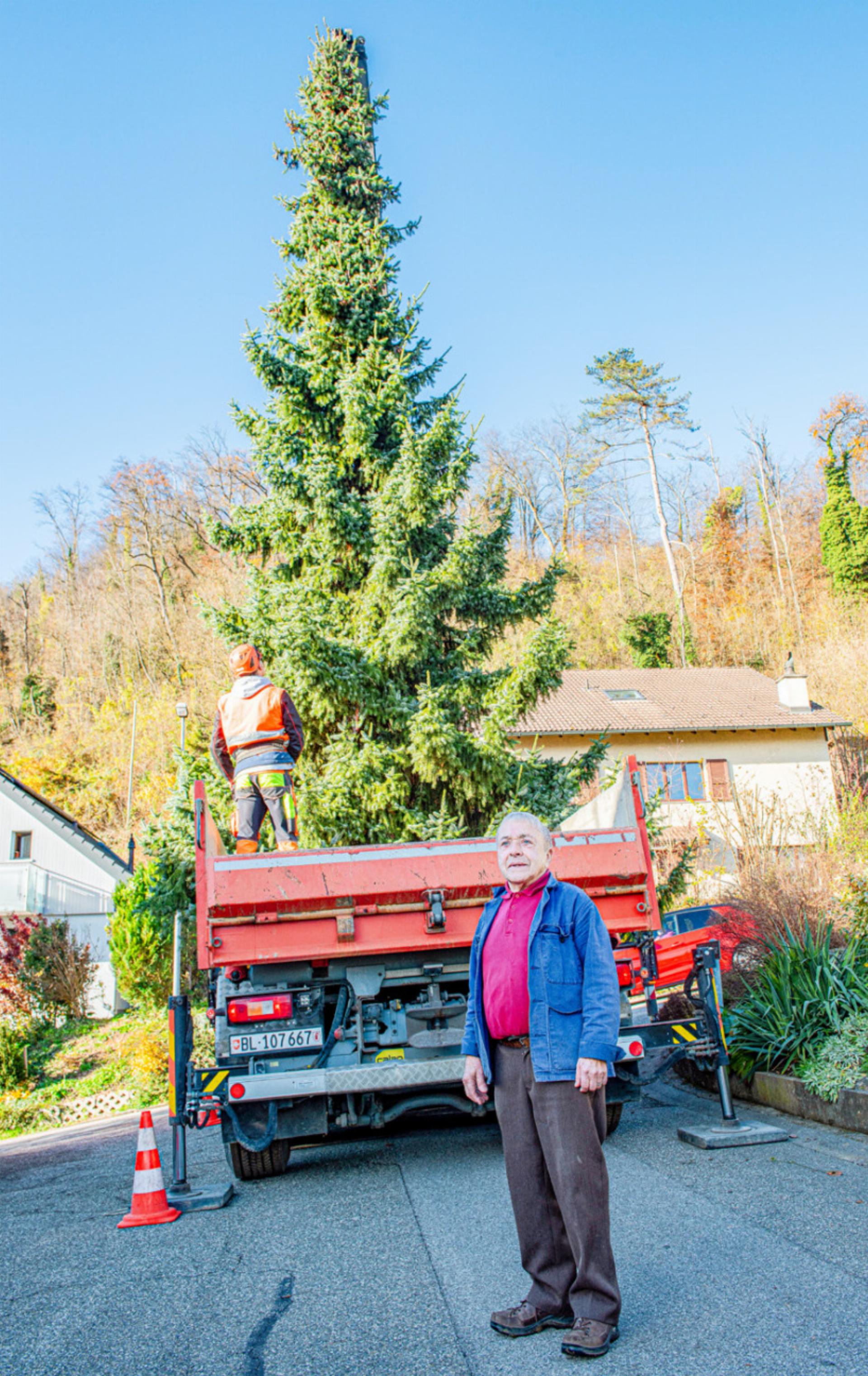 Weihnachtsbaum aus dem Garten