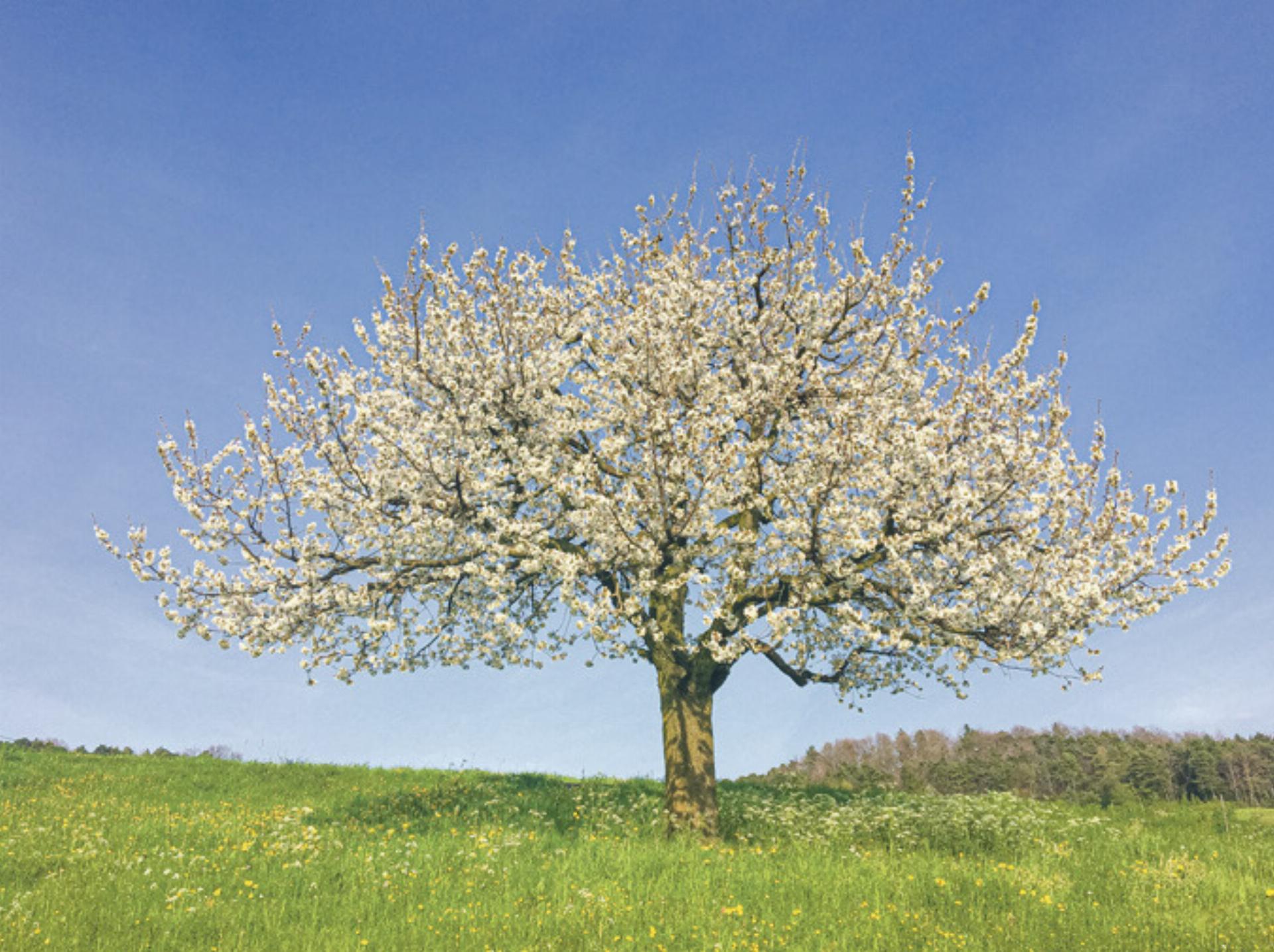 Obstgenuss aus dem eigenen Garten