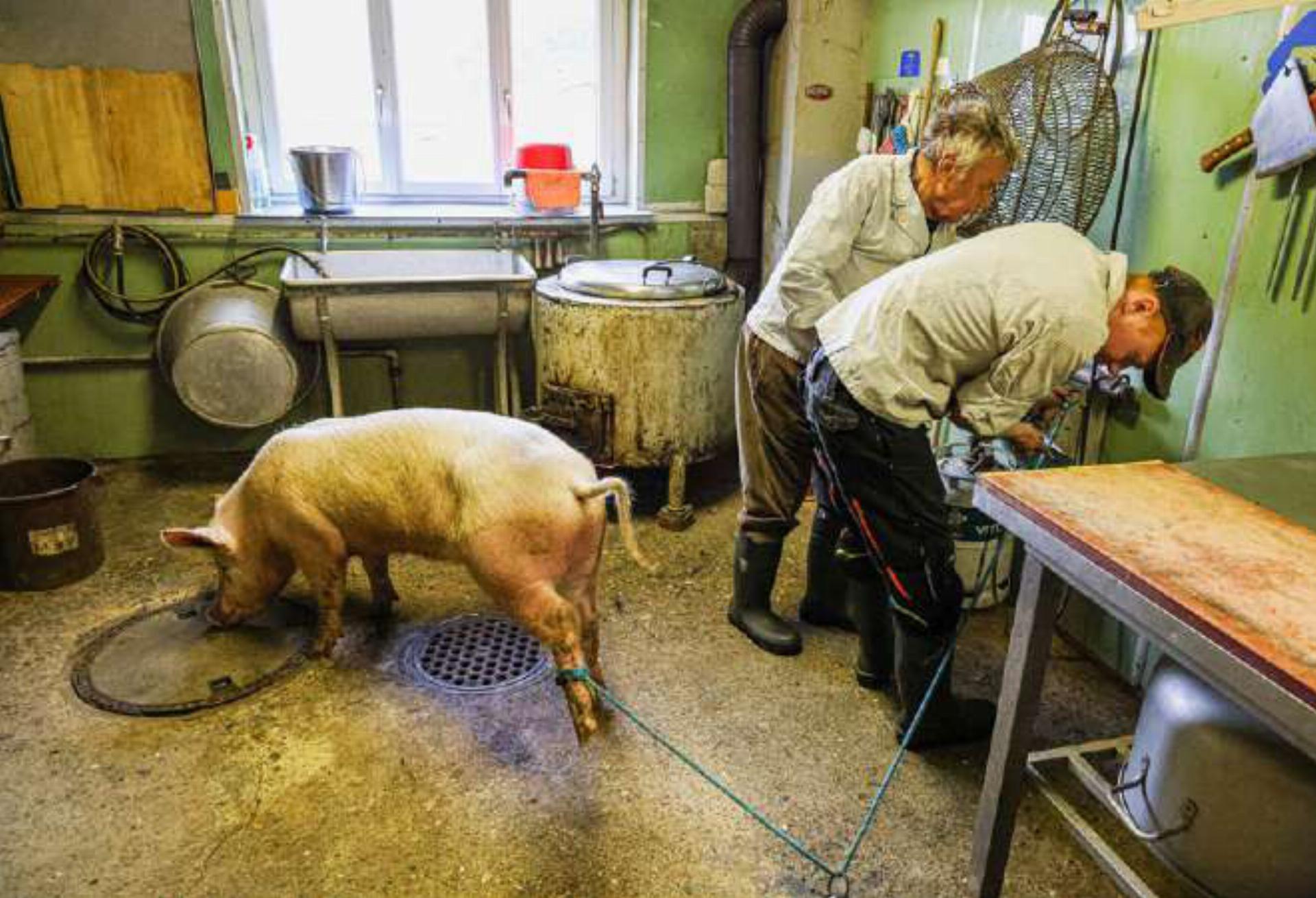 Das Schwein wird ins Schlachthaus geführt und an einem Hinterbein festgebunden.